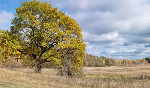 Güneşli bir günde sonbahar ormanı. Altın sonbahar ağaçları ve mavi gökyüzü olan güzel bir manzara..