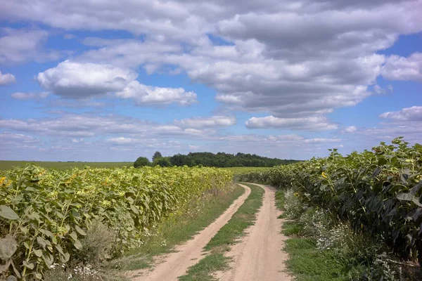 yol mavi gökyüzü ile tarlada