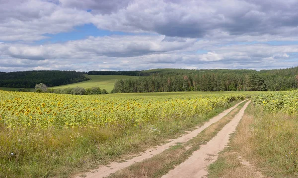 Buğday tarlası olan güzel bir manzara.