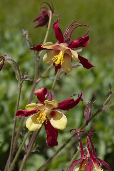Bahçedeki güzel çiçekler