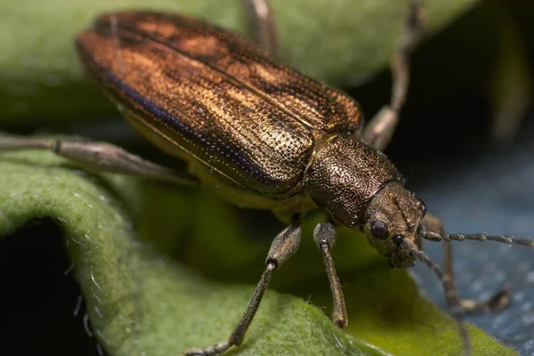 bir böceğin yakın çekim görüntüsü