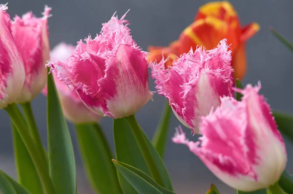 Bahçedeki renkli laleler