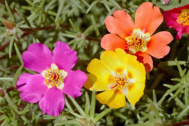 Bahçedeki renkli çiçekler.