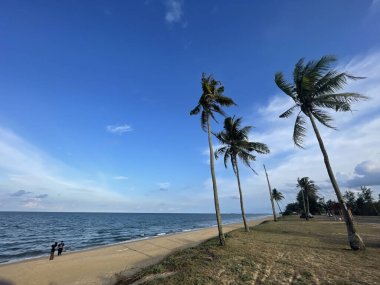 Uçsuz bucaksız mavi gökyüzünün altında yüksek palmiye ağaçları olan kumlu bir sahil manzarası..