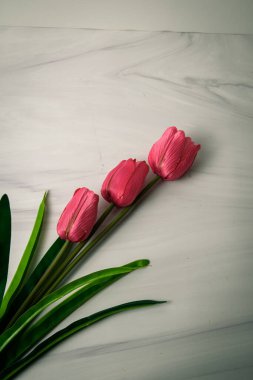 Beyaz mermer zemin üzerinde yeşil yaprakları olan üç pembe lale yatağı, bahar çiçeği kompozisyonu ve kopyalama alanı.