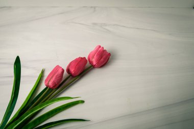 Köşesinde beyaz mermer zemin üzerinde üç pembe lale ile yatıyordu. Minimalist bahar çiçekli ve fotokopi alanı olan bir pankart..