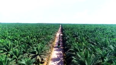 Sinematik bir drone kulesi, toprak bir yol boyunca palmiye yağı taşıyan bir kamyon konvoyu ortaya çıkardı. Bu yüksek açılı çekim, geniş, yeşil Borneo arazisi boyunca hasat lojistiği ve endüstriyel tarımın devasa ölçeklerini yakalar.