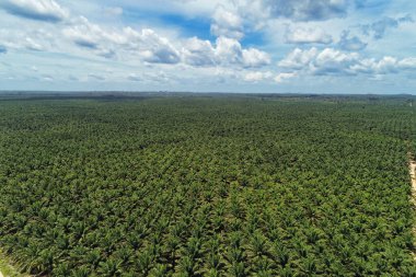 Endonezya 'daki uçsuz bucaksız bir yağ palmiyesi plantasyonunun nefes kesici hava perspektifi. Görüntüler, çevre ve tarım konuları için ideal olan ufukta uzanan ağaçların mükemmel hizalanmış sıralarını vurguluyor