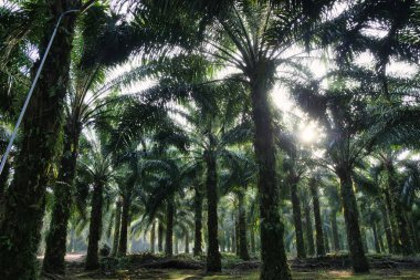 Borneo 'daki bir yağ palmiyesinin gölgesinden süzülen güzel güneş ışığı. Bu sanatsal çekim Endonezya 'daki endüstriyel tarım ortamındaki doğal güzelliği vurgulayarak ışık ve gölgenin oyununu yakalıyor.