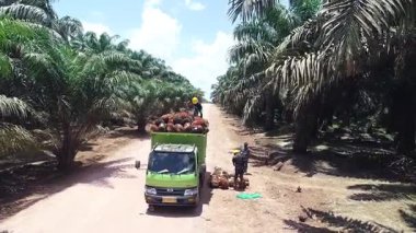 Palm Oil Hasat Lojistiği: Borneo 'daki kamyona FFB yükleyen işçiler. Taze meyve demetlerini manuel olarak taşıyan işçilerin hava görüntüleri. Bir nakliye kamyonuna metal çiviler takıp Endonezya 'daki malların ağır işçiliğini yakalıyorlar.