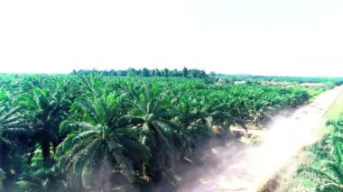 Atmosferik Hava Görüntüsü: Borneo Çiftliğindeki Kamyon Tozu. Bu yüksek açılı sinematik çekim, Endonezya 'da kuru toprak bir yolda bir lojistik kamyonu yakalıyor ve tarımsal taşımacılık ve tropikal çevre koşullarını vurguluyor.