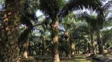 Etkileyici Yürüyüş Atışı: Borneo 'daki olgun palmiye ağaçlarının paralel sıralarında hareket eden birinci şahıs perspektifi. Yoğun tropikal atmosferi, zengin yeşil yaprakları ve geniş bir tarım arazisi içindeki ritmik gövde şekillerini yakalar.