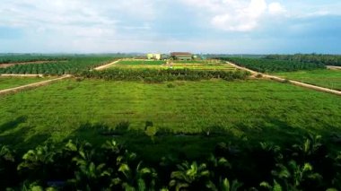 Palm Oil Prodüksiyon Hayatı: Yoğun yeşil tarlalardan, endüstriyel tankları olan bir CPO rafinerisinden ekime hazır olan temiz araziye dramatik drone uçuşu. Sinematik bir hava manzarası tarımsal operasyonların devasa ölçeklerini gözler önüne seriyor.