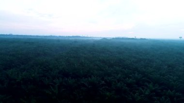 Misty Morning Tarım: Borneo 'da yoğun sis ve sis ile kalın palmiye yağı ağaçlarının üzerinde insansız hava aracı tepsisi. Bu samimi bakış açısı, endüstriyel tarımın ve Kalimantan 'ın tropikal ikliminin kesişiminin büyüklüğünü vurguluyor.