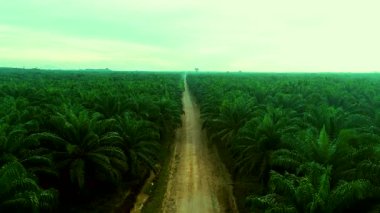 Plantasyon Yolu Sineması: İHA görüntüleri Borneo 'daki devasa, simetrik bir yağ palmiyesi tarlasını kesen uzun bir toprak yolu takip ediyor. Sanayi ölçeği, lojistik ve Güneydoğu Asya 'nın geniş tarım manzarasını gösteriyor