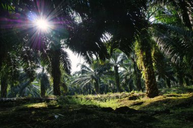 Borneo, Güneydoğu Asya 'daki yemyeşil palmiye ağaçlarını delip geçen altın güneş ışınlarının alçak açılı sineması. Bu atmosferik manzara, güneş doğarken tropikal bir tarım çiftliğinin doğal güzelliğini ve çevresel ölçeğini yakalar..