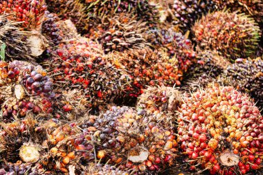 Borneo, Güneydoğu Asya 'da taze toplanmış yağ palmiyelerinin detaylı makrosu. Biyolojik çeşitlilik, tarım teknikleri ve küresel emtia üretimi için ideal, zengin, sıcak tonlara ve meyve kümelerinin keskin ayrıntılarına sahip.