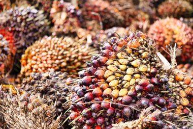 Borneo 'daki hasattan sonra yüksek verimli palmiye tohumlarının makro dokusu. Bu detaylı çekim canlı renkleri ve taze meyve demetlerini yakalar. Tarım araştırmaları, endüstriyel raporlar ve ticaret için mükemmeldir.