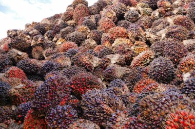 Borneo tarımsal malikânesinde büyük miktarda biyoyakıt depolanmış. Yenilenebilir enerji sektörünü ve Güneydoğu Asya 'da büyük ölçekli sebze yağı üretimini temsil eden hasat edilmiş palmiye meyvelerinin yüksek kaliteli görüntüsü