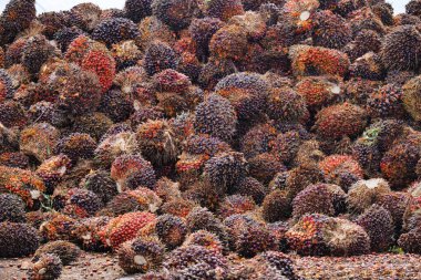 Borneo 'daki ham palmiye yağı üretimi için taze meyve demetlerinin devasa hammadde koleksiyonu. Büyük ölçekli bir Güneydoğu Asya tarım arazisinde toplanan yağlı palmiye tohumlarının zengin dokusunu ve canlı renklerini gösteren ayrıntılı bir yakın plan.