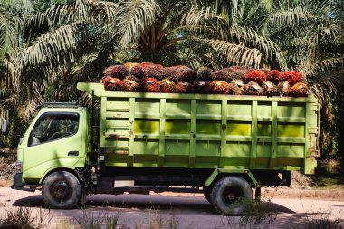 Taze meyve demetleriyle dolu Yağ Avuç İçi Hasadı Kamyonu 'nun yan görüntüsü: Hasat edilen palmiye meyveleriyle dolup taşan durgun yeşil bir kamyonun ayrıntılı profili. Tropikal güneşin altında tarım makinelerinin ham gücünü yakalamak.