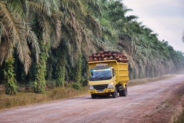 Yoğun bir palmiye yağı tarlasından geçen tek bir sarı-yeşil kamyon. Tropikal tarım taşımacılığının ve Güneydoğu Asya 'daki palmiye yağı sanayiinin günlük faaliyetlerinin ayrıntılı bir şekilde yakalanması