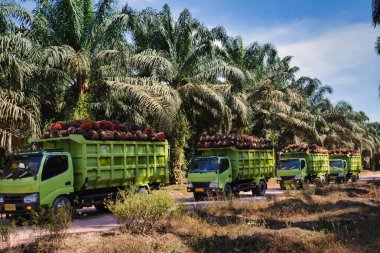 Taze palmiye yağı tohumu taşıyan yeşil kamyonlardan oluşan bir konvoy büyük bir tropikal tarladan geçiyor. Profesyonel perspektif, endüstriyel hasat verimliliğini ve büyük ölçekli palmiye yağı tedarik zincirini iş başındayken yakalıyor.