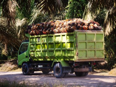 Kırsal bir tarla yolunda yüksek miktarda taze palmiye yağı içeren yeşil bir kamyonun (FFB) arka manzarası. Palmiye yağı hasat lojistiği ve sürdürülebilir tarım taşımacılığını gösteren yüksek kaliteli tarım endüstrisi görüntüleri.