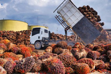 Beyaz bir nakliye kamyonu, büyük bir palmiye yağı değirmeninin alıcı körfezine büyük bir yığın taze meyve boşaltmak için hidrolik yatağını deviriyor.