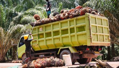 Tarım işçilerinin yeşil bir kamyona ağır palmiye yağı tomarları taşıyarak çiftçiliğin yoğun manuel lojistiğini gösterdikleri zemin seviyesi.