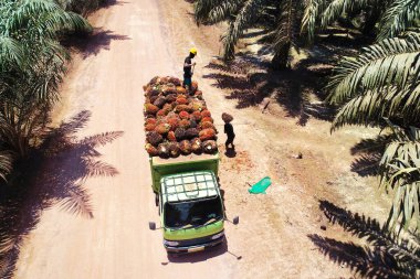 Yeşil bir kamyonda taze palmiye yağı stoklayan işçilerin dramatik hava perspektifi yoğun manuel hasat çalışma akışını gözler önüne seriyor.