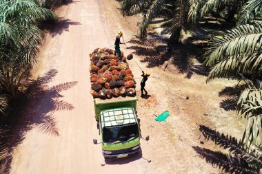 Hasat mevsiminde palmiye yağı tohumu toplayan tarım işçilerinin detaylı yüksek açılı görüntüsü küresel sebze yağı tozunu temsil etmektedir.