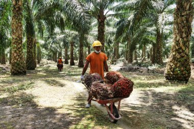 Geleneksel bir el arabası kullanan bir tarla işçisinin detaylı görüntüsü. Güneşin altındaki toprak yol boyunca taze toplanmış kırmızı palmiye yağı meyvelerini taşımak için.