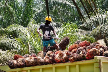 Yağ palmiyesi işçisinin dolu bir kamyonun tepesinde dikilip petrol fabrikasına verimli teslimat için özenle toplanmış taze demetleri üst üste yığması.