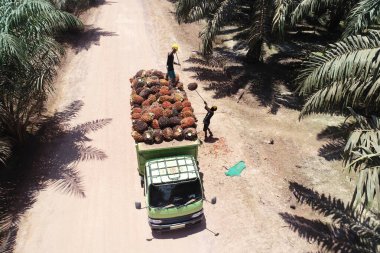 Çiftlik işçilerinin, hasat sezonunda ağır palmiye yağı yığınlarını kargo kamyonuna atmak için geleneksel aletler kullanırken çekilmiş aksiyon görüntüleri.