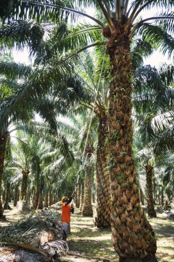 Yetenekli bir işçinin, bir çiftlikte geleneksel tarım yöntemlerini sergileyerek, bir palmiye ağacından taze meyve tomarlarını dikkatlice toplamasının görüntüsü.