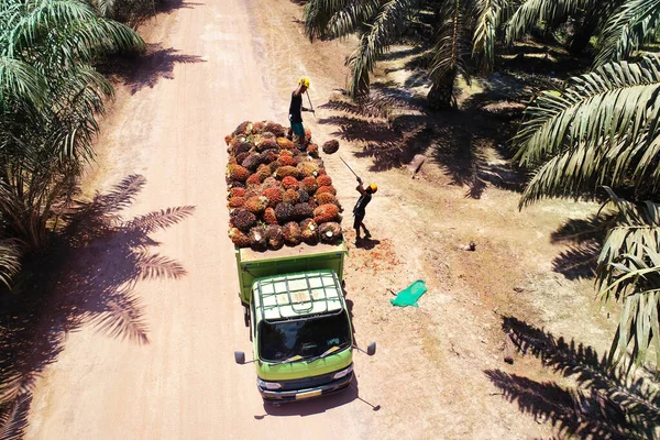 Profesyonel insansız hava aracı bir taşıma aracına yağ palmiyesi yükleme işlemini yakalıyor ve tarla işçiliğinin ölçeğini vurguluyor.