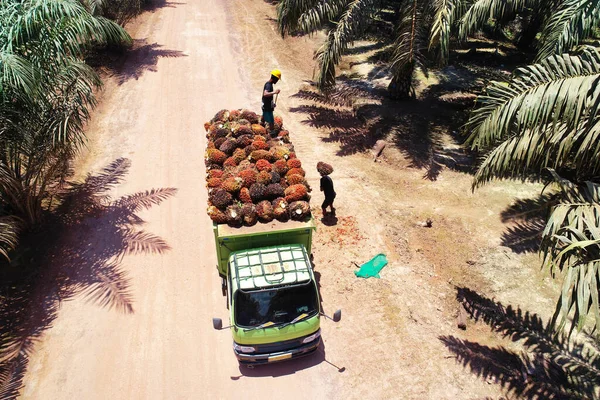 Yeşil bir kamyonda taze palmiye yağı stoklayan işçilerin dramatik hava perspektifi yoğun manuel hasat çalışma akışını gözler önüne seriyor.