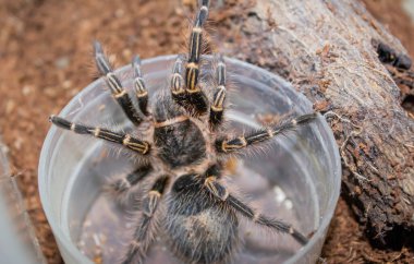 Hindistan cevizi lifinin üzerinde oturan Chaco Altın Diz Tarantula Üst Görünümü