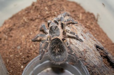 Hindistan cevizi lifinin üzerinde oturan Chaco Altın Diz Tarantula Üst Görünümü