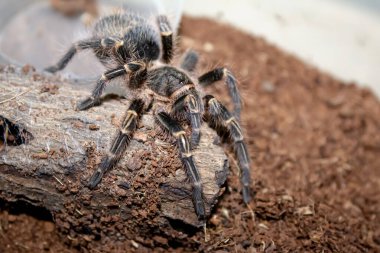 Kıvırcık saçlı Tarantula hindistan cevizi lifinin üzerinde yürüyor üreme çemberinin içinde örgü örüyor.