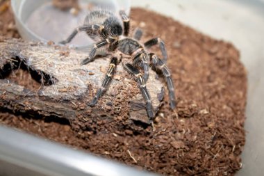 Kıvırcık saçlı Tarantula hindistan cevizi lifinin üzerinde yürüyor üreme çemberinin içinde örgü örüyor.
