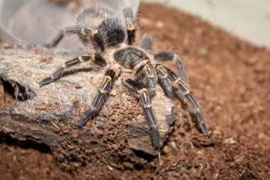 Kıvırcık saçlı Tarantula hindistan cevizi lifinin üzerinde yürüyor üreme çemberinin içinde örgü örüyor.