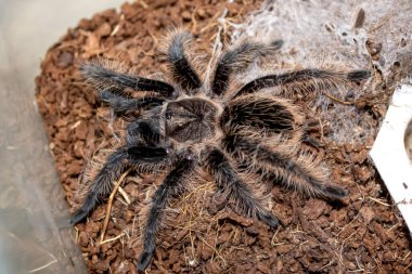 Kıvırcık saçlı Tarantula hindistan cevizi lifinin üzerinde yürüyor üreme çemberinin içinde örgü örüyor.
