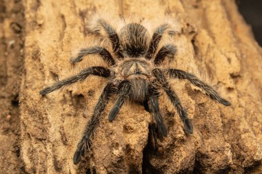Kıvırcık saçlı Tarantula dokulu mantar kabuğunun üzerinde dinleniyor. Doğal teraryum ayarı.