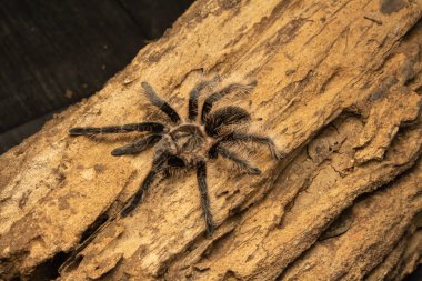 Kıvırcık saçlı Tarantula dokulu mantar kabuğunun üzerinde dinleniyor. Doğal teraryum ayarı.