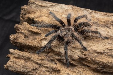 Kıvırcık saçlı Tarantula dokulu mantar kabuğunun üzerinde dinleniyor. Doğal teraryum ayarı.