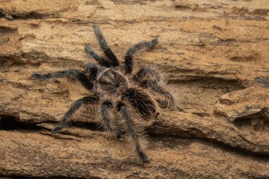Kıvırcık saçlı Tarantula dokulu mantar kabuğunun üzerinde dinleniyor. Doğal teraryum ayarı.