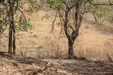Yaz kuraklığı sırasında verimsiz ağaçlar ve kahverengi çimenli arazi içeren kuru yaprak döken orman manzarası.