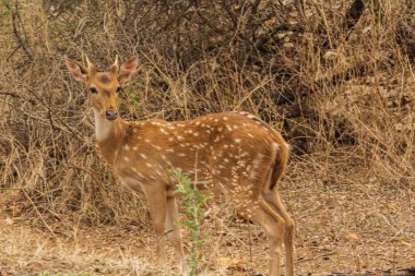 Görkemli Benekli Geyik (Eksen Ekseni) geyiği doğal yaşam alanının kuru orman zemininde boynuzları ile
